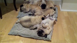 Snoring Pile Of Pugs. It’s A Hard Knock Life, For a Pug!