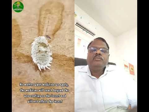 மாவு பூச்சி கட்டுப்படுத்தும் எளிய முறை!