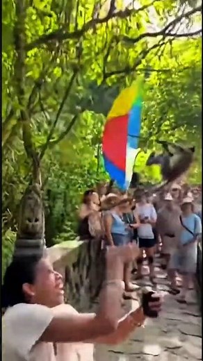 The Flying Monkey ☂️🐒