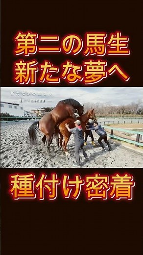 [Very rare footage] A close look at the breeding of a former beloved horse as he embarks on his s...