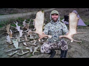 SHED HUNTING FOR NORTH WOODS MOOSE SHEDS