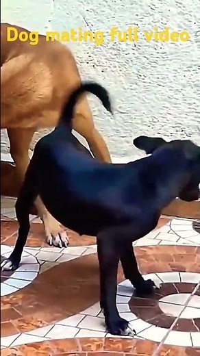 dogs mating full video