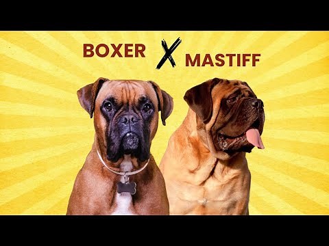 Boxer Mastiff Mix: Loyal Guardian or Gentle Giant?
