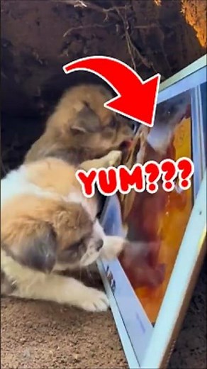 Dog VS TV Screen 😹📺