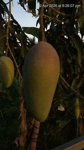 ស្វាយដាំខ្លួនឯងធំៗណាស់ 2026 04 22