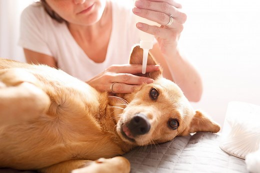 Signs Your Dog Has an Ear Infection (and How to Get Rid of It)