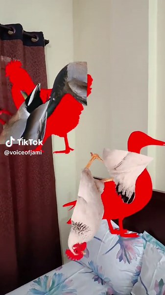 Voice of Jami (@voiceofjami)’s videos with original sound - Voice of Jami