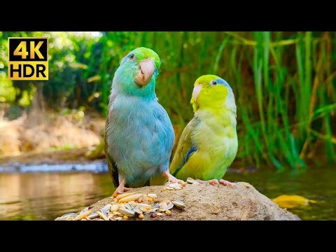 Adorable Parrotlet Duo Chirping on a Rock (1 Hour Relaxing Nature White Noise)
