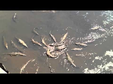 Biggest saltwater crocodile feeding on Costa Rica