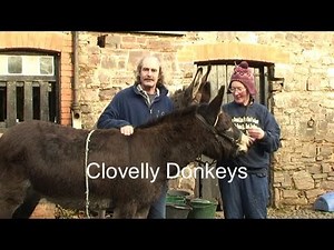 Clovelly Donkeys - North Devon