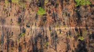An aerial view captures a safari game drive vehicle driving through an arid landscape surrounded by sparsely populated trees and bushes