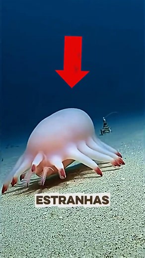 3 criaturas estranhas que você nunca viu #animais #curiosidades