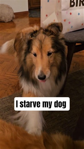 chat, should I give her something to eat? 🧐 #sheltie #puppy #funnydog #cutedog #shetlandsheepdog