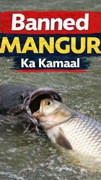 Banned Wali Mangur Machli Ka Kamaal