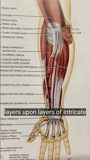 #Muscles that move #wrists #hand and #fingers