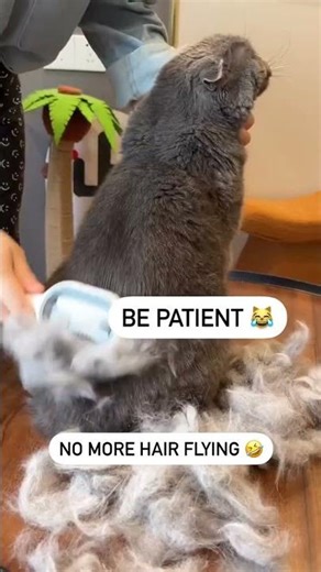 Cat Hair Brush with Water