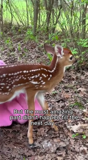 Deer Begs Man For Help #shorts #animalrescue #deer