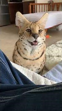 What does a serval sound like?