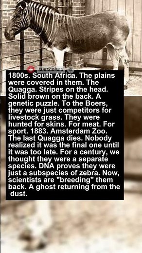 The Zebra with No Stripes | Extinct & Rare Animals