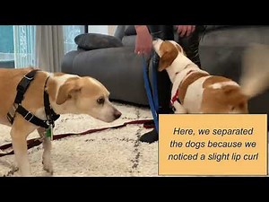 How to properly introduce two dogs to each other
