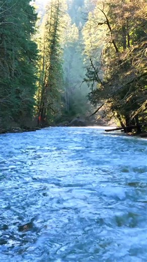 Rainforest Rapids Ambience | Forest River Nature Sounds for Study & Meditation | White Noise