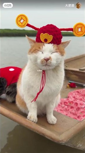 Purr-fect Fishing Crew: 4 Cats & a Pigeon Help Their Human Catch Fish! 🎣