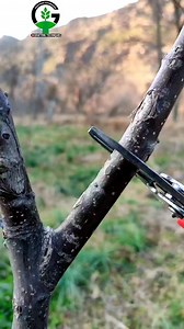 1.9M views · 10K reactions | Walnut plant grafting techniques | Easy Grafting Techniques | Facebook