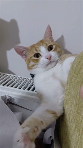 Ne kadar tatlı olduğunu biliyormusun😸 #keşfet #keşfetbeniöneçıkar #funny #cute #cat