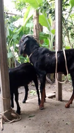 Goat Beautiful Moments Time Of Village Farm | Goat Beautiful Village | part 80