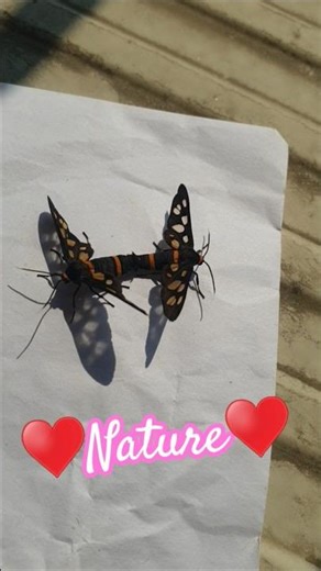 ♥️Nature♥️ #love#MateAttraction#Pheromones#CourtshipBehavior#Copulation