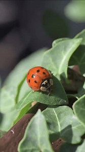 Arlequín Ladybird (Harmonia axyridis) caminando hacia: video de stock (totalmente libre de regalías) 3915057017 | Shutterstock