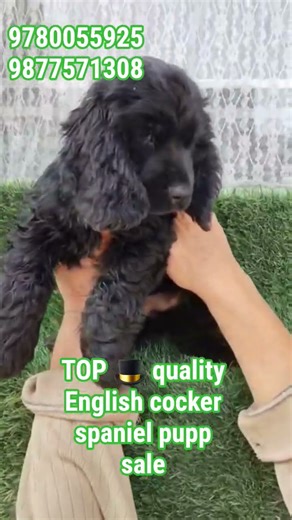 Top quality English cocker spaniel pupp for sale #puppy #petshub #dogbreed #dogdog