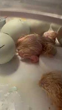 Baby Easter Egger Chicks hatching. video is from 02/26.