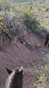 2 of 5 Video clips from trailing cattle up to the Bull Springs Cabin: Tough rides make tough cowboy. The trail isnt easy and this is just one of the many places we have to let the cattle and the horses take their time to get down through. The video just doesn't do justice at how steep it is or how high the jumps are. Even better was coming back up in the dark with no light on our ride back to the headquarters, gotta trust your horse! #lymanranches #ranchraisedbeef #ranchlife #ranching #ranchersw