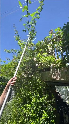 ARS Long Reach Pole Pruner Demonstration by Gardener's Kit