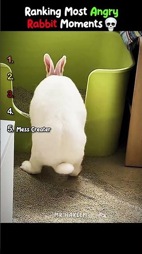 Most Angry Rabbit Moments 😭
