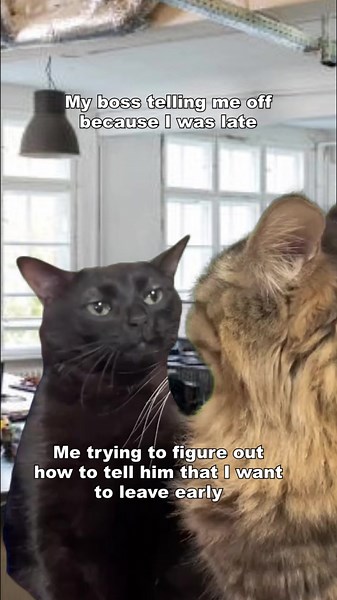 Funny Black Cat Meme Compilation