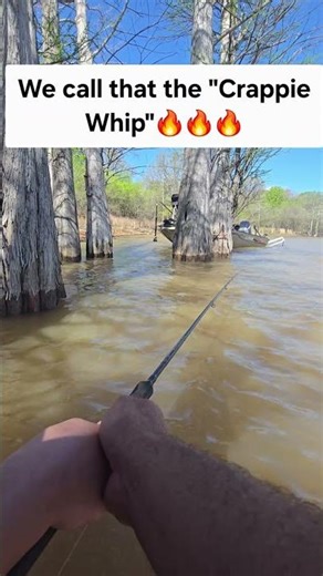 How to Catch Crappie on a jig pole🔥🔥 #mississippimattoutdoors #crappiefishing #fishing #howtocatch