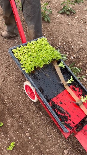 The Paperpot Transplanter completely transformed how we planted on our market farm. 🌱 What used to take hours on our hands and knees suddenly took just a few minutes. Using this tool meant we could plant faster and keep our workflow smooth even during the busiest parts of the season. With efficiency like this, we routinely hit $5,000 market days while keeping the entire farm manageable for just the two of us. That’s why we’re creating our course: to share the exact systems, tools, and strategie