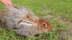 Countryside Landscape Red Angora Down Rabbit : vidéo de stock (100 % libre de droit) 3739131819 | Shutterstock