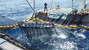 FIRST JAPANESE PURSE SEINE TUNA FISHERY GAINS MSC
