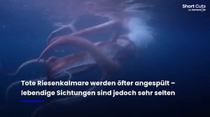 Seltene Sichtung: Taucher filmen lebenden Riesenkraken