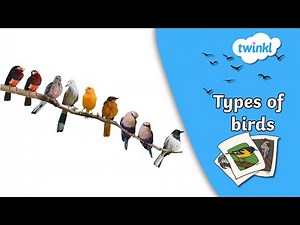 Types Of Birds | Fun Bird Facts for Kids!