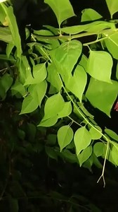 Beautiful night tree view