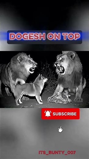 Boss comes to solve matter...| A dog enter in lions fight | 2025 #dog #lionfight #shorts