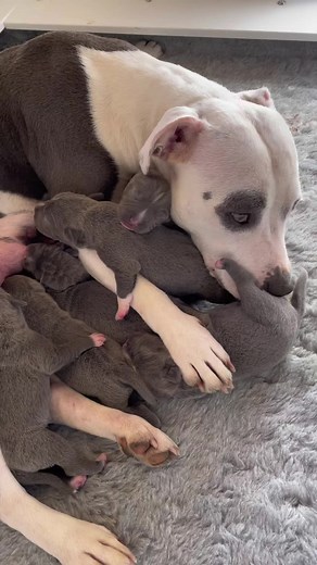 Adorable Staffy Puppy Moments | Cute Staffy Puppies Compilation