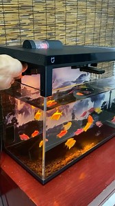 13K views · 826 reactions | Xiaomi fish tank #toopa #aqauticplants #trending #fishtanksetup #fish #fishtank #fishaquarium #aquarium | ตู้ป่า-Aquatic Plant | Facebook