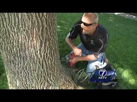 Ways to treat a tree susceptible to the ash borer beetle