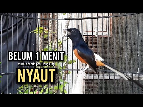 murai batu gacor AMPUH buat PANCINGAN murai batu agar bunyi JADIKAN burung murai gacor EMOSI NYAUT