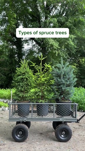 Spruce Trees: Ideal Focal Points for Cold Climate Landscapes